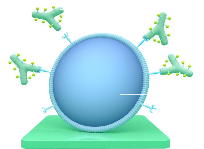 A diagram showing 4 Y-shaped TRODELVY molecules attaching to the Trop-2 proteins on the outside of a cancer cell.