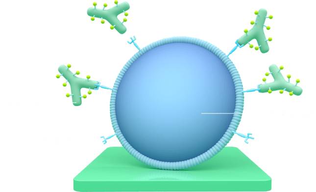 A diagram showing 4 Y-shaped TRODELVY molecules attaching to the Trop-2 proteins on the outside of a cancer cell.