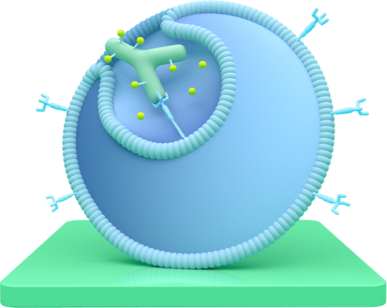 A diagram representing how TRODELVY enters the cancer cell.