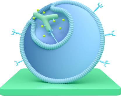 A diagram representing how TRODELVY enters the cancer cell.