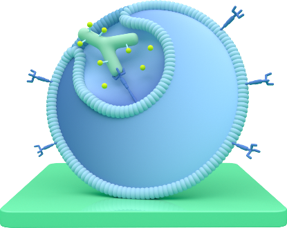 A diagram representing how TRODELVY enters the cancer cell.