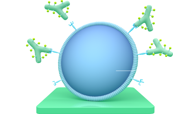A diagram showing 4 Y-shaped TRODELVY molecules attaching to the Trop-2 proteins on the outside of a cancer cell.