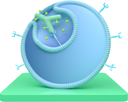 A diagram representing how TRODELVY enters the cancer cell.