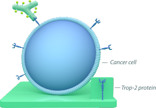 A diagram representing how TRODELVY attaches to a cancer cell. A blue circle representing the cancer cell has multiple Trop-2 proteins around the outside. The Y-shaped TRODELVY molecule is attached to one of the proteins.